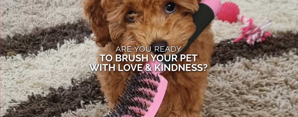 5 Reasons Why You Should Stop Using Wire Pin Brushes And Combs On Your Pets