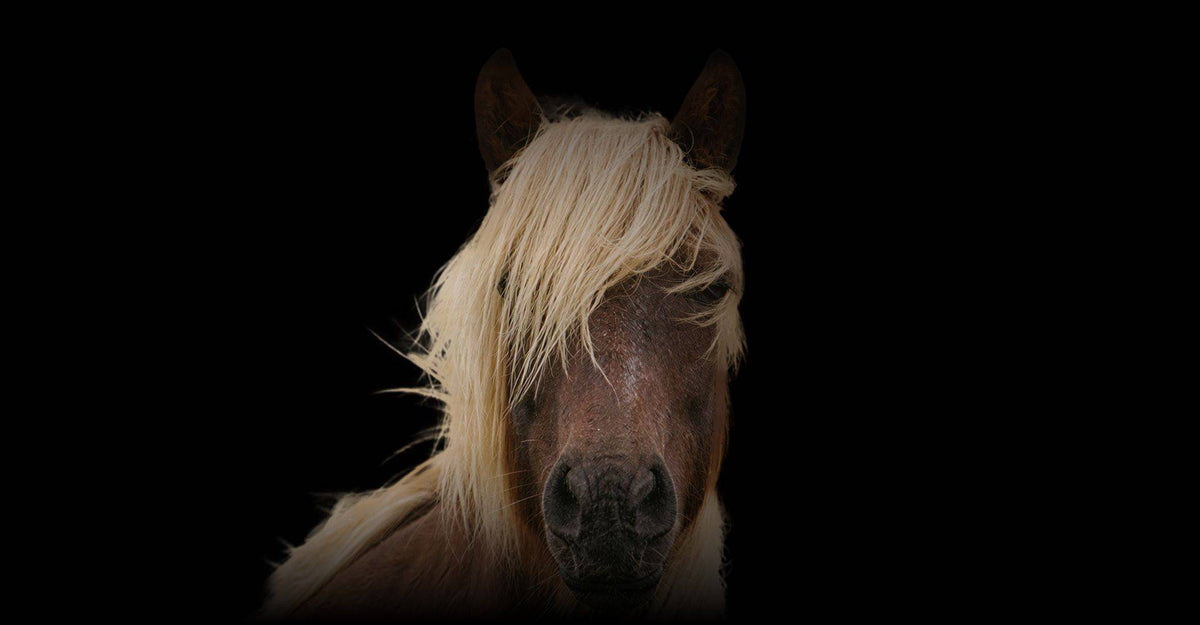 Happy Horse Brush – Pain-Free Detangling for Manes & Forelocks – Happy ...