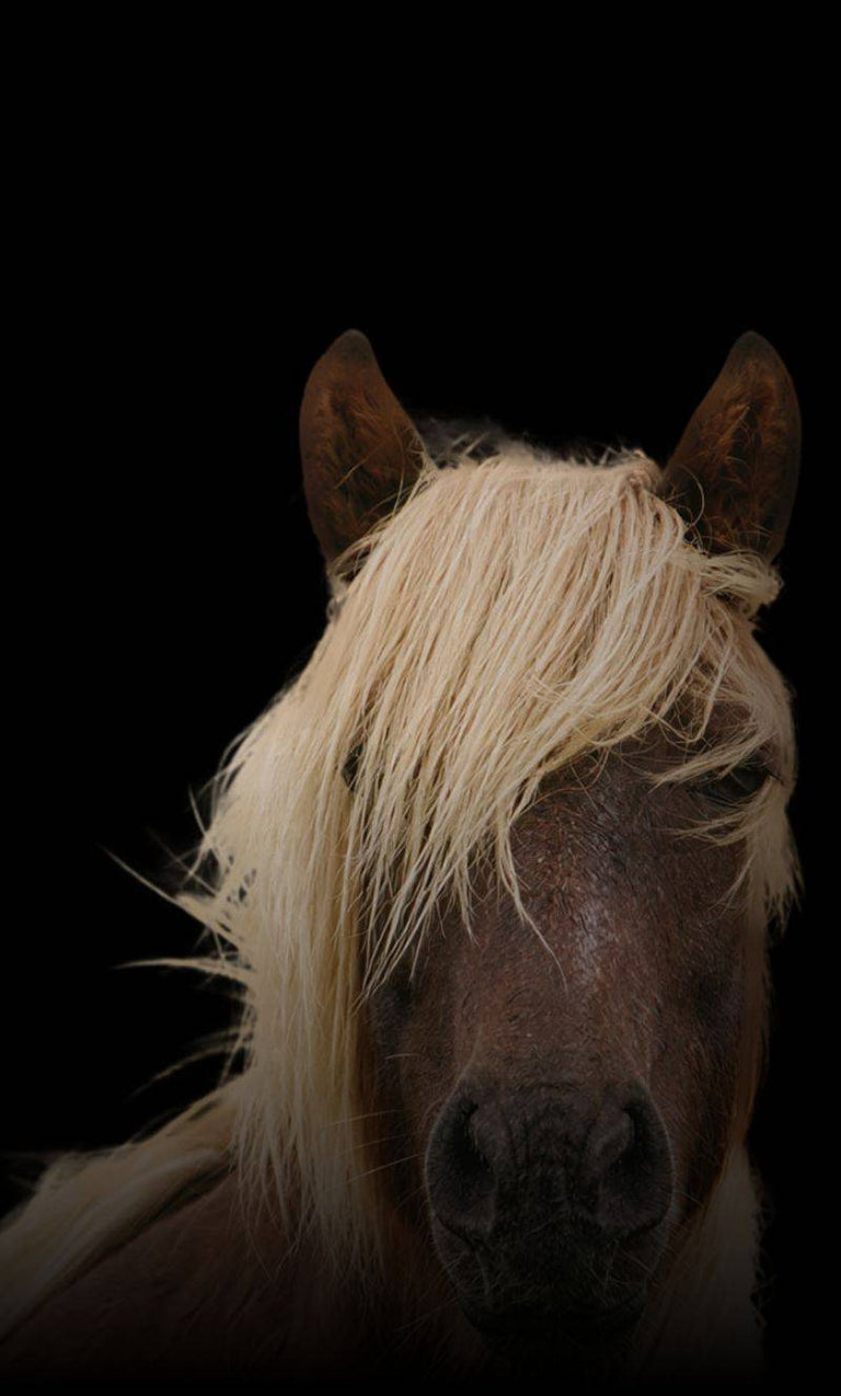 Happy Horse Brush – Pain-Free Detangling for Manes & Forelocks – Happy ...